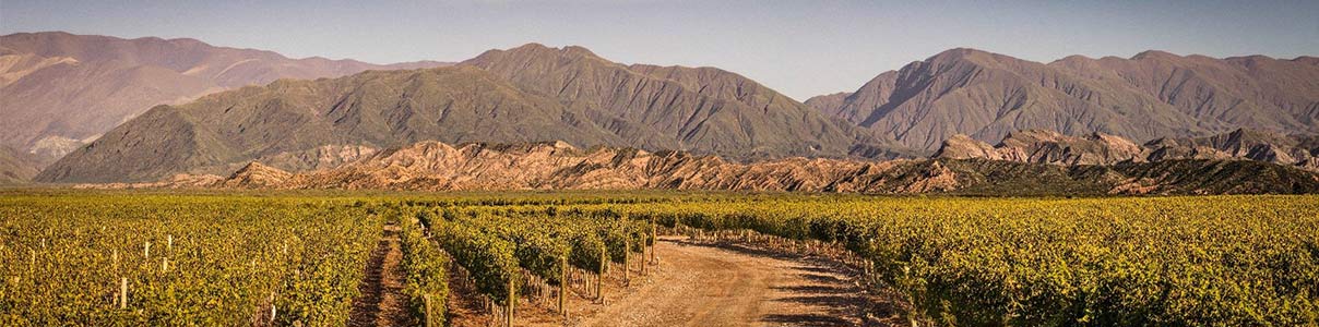 Productor: Finca Las Moras