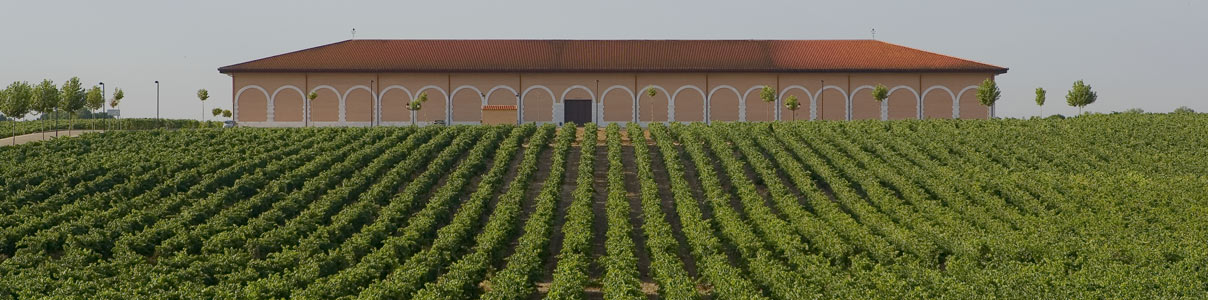 Productor: Finca Museum Viñedos y Bodegas