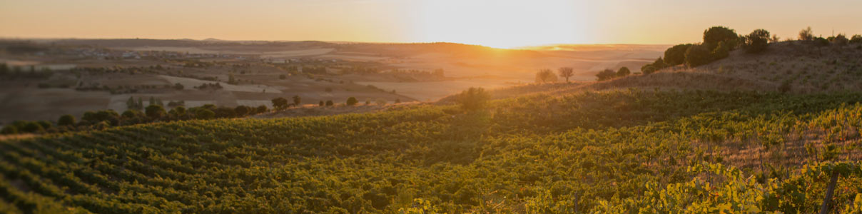 Productor: Finca Volvoreta