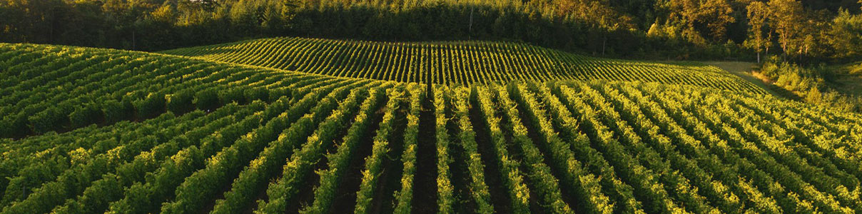 Productor: Fio Wines