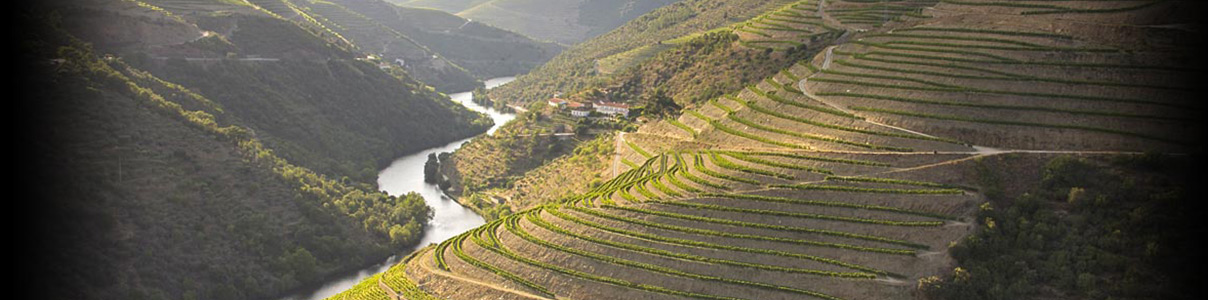 Productor: Fonseca Port Wines