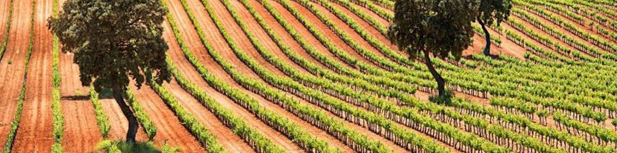 Productor: Fontana Bodegas & Viñedos