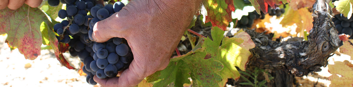 Productor: Bodegas y Viñedos Gallego Zapatero
