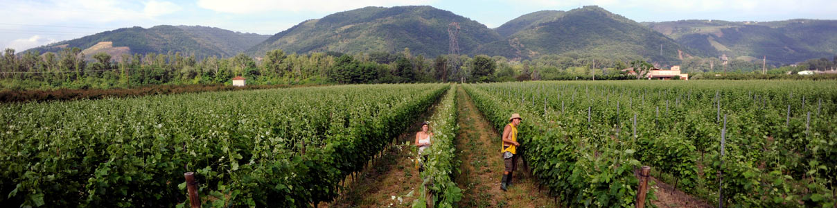 Productor: Domaine Laurent Habrard
