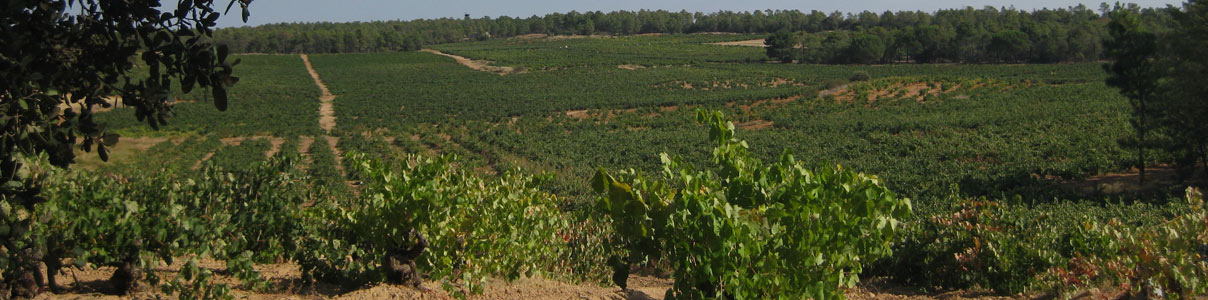Productor: Hacienda Solano