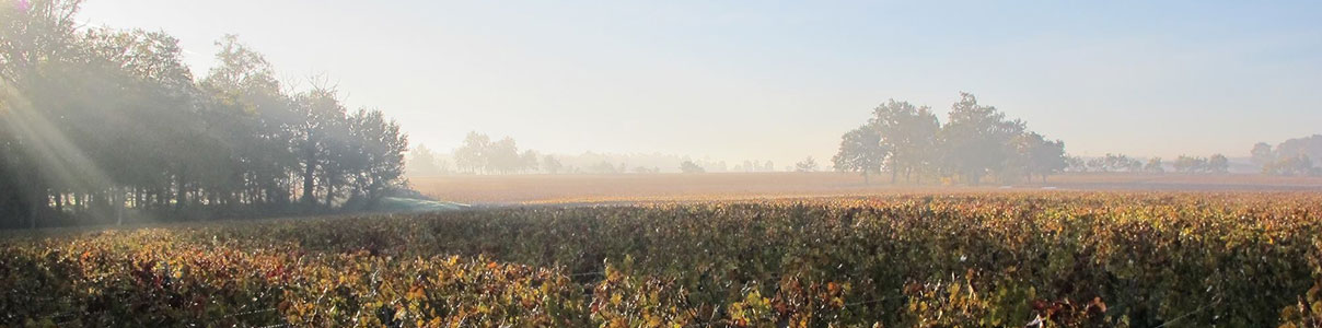 Productor: Château Haut-Bailly