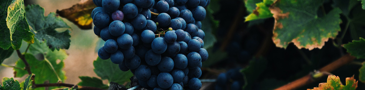 Productor: Jean Foillard