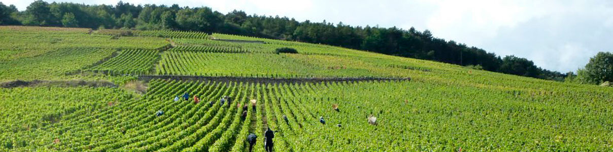 Productor: Domaine Jean Grivot