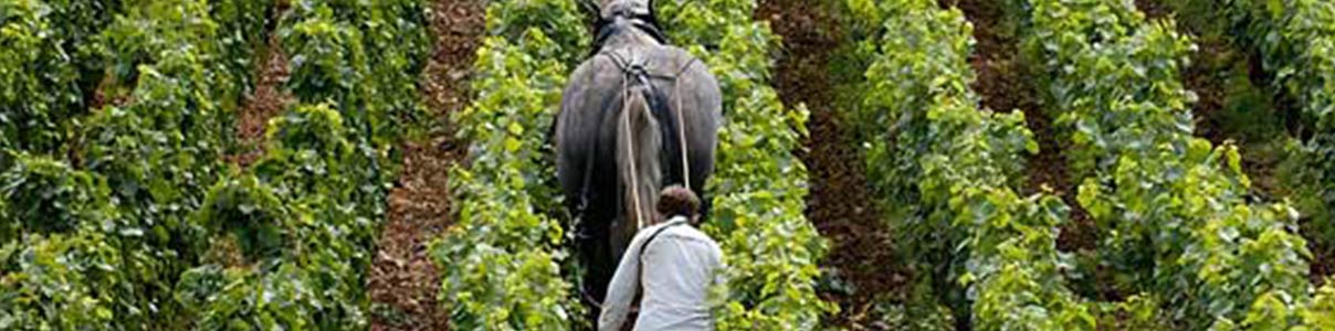 Productor: Domaine Jean-Jacques Confuron