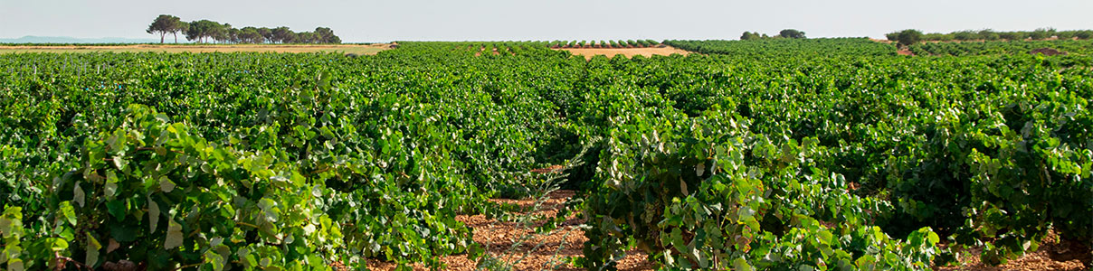 Productor: La Cepa de Pelayo