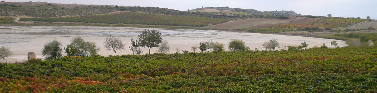 Productor: Bodegas Landaluce