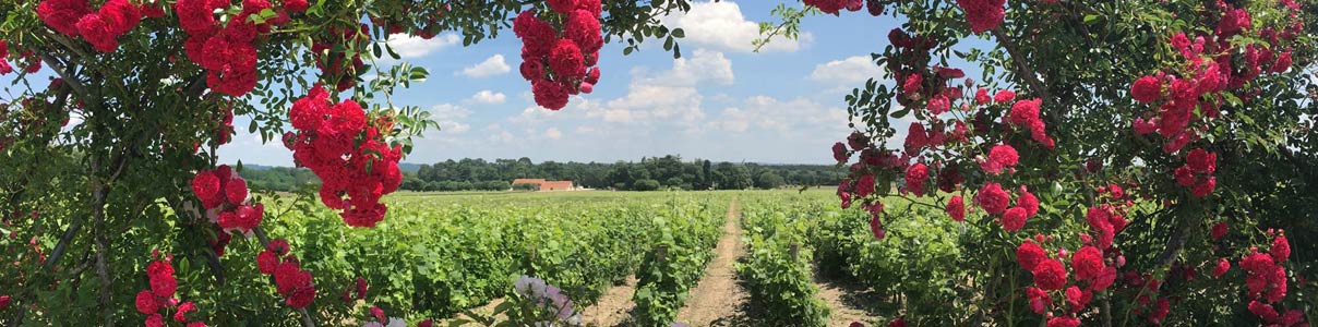Productor: Château Latour-Martillac
