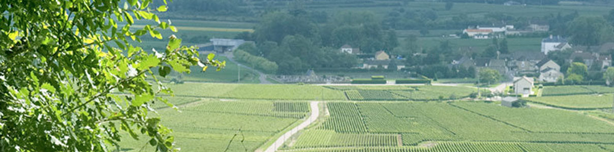 Productor: Domaine Leflaive