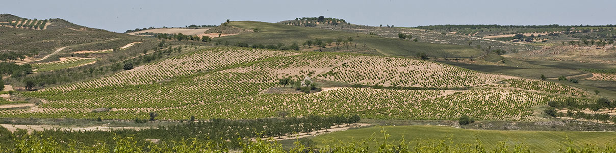 Productor: Locos por el vino 