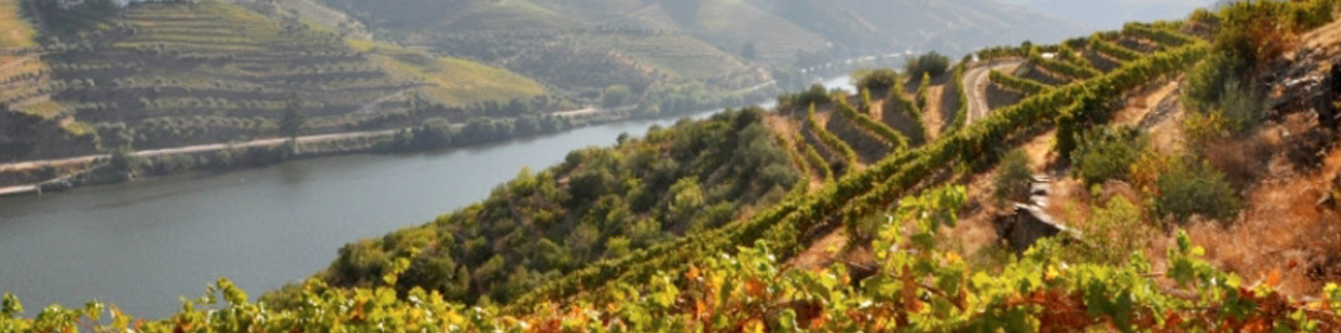 Productor: Maçanita Vinhos
