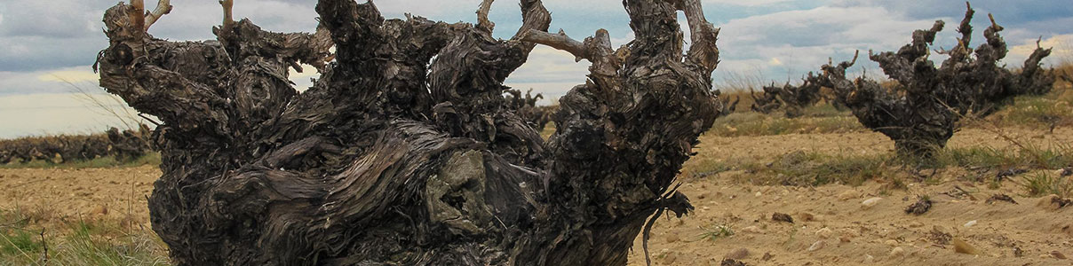 Productor: Bodegas y Viñedos Maires