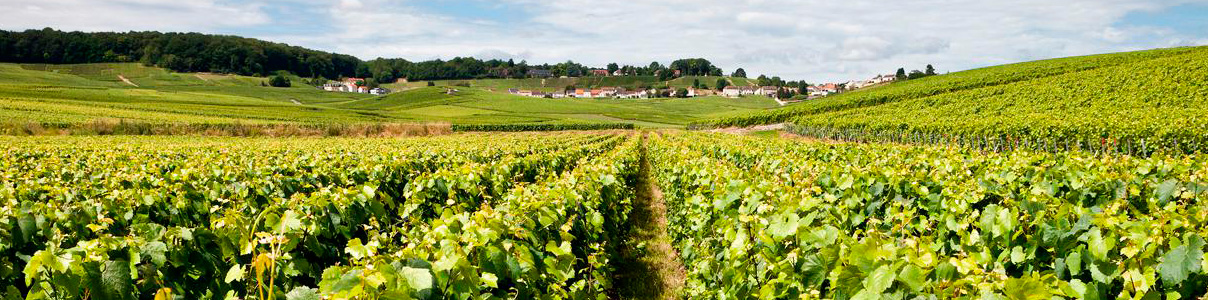 Productor: Domaine Pommery