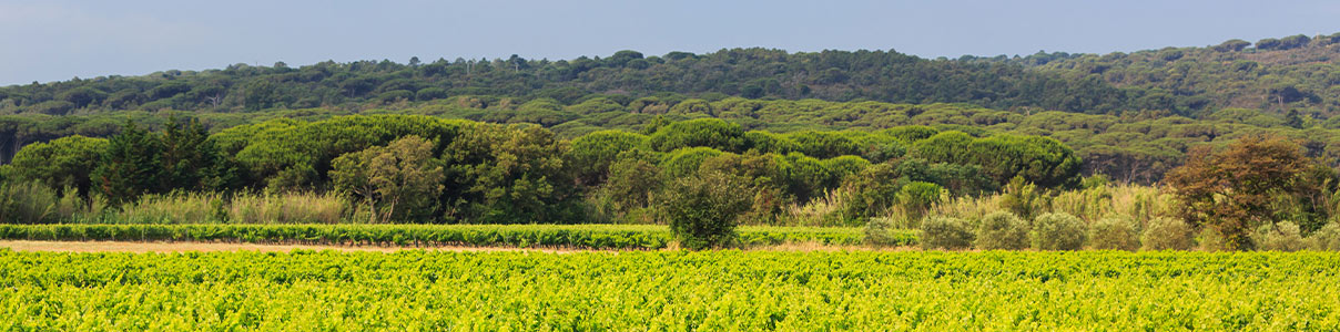 Productor: Maîtres Vignerons de Saint-Tropez