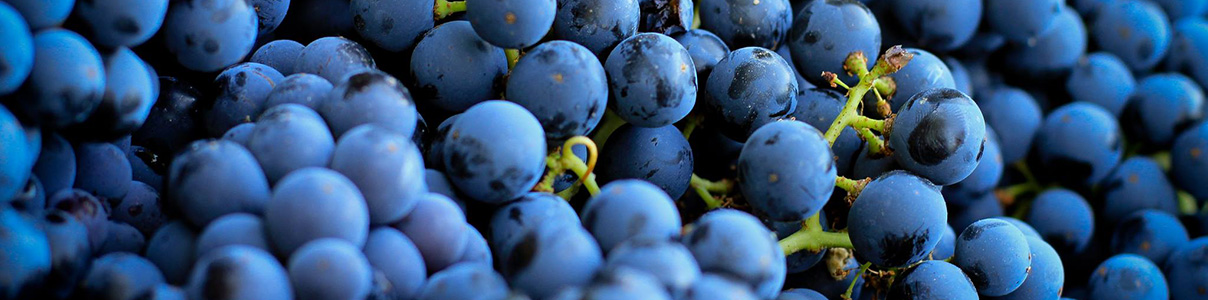 Productor: Mandrágora Vinos de Pueblo