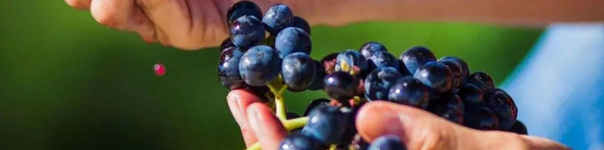 Productor: Bodegas y Pagos Matarredonda