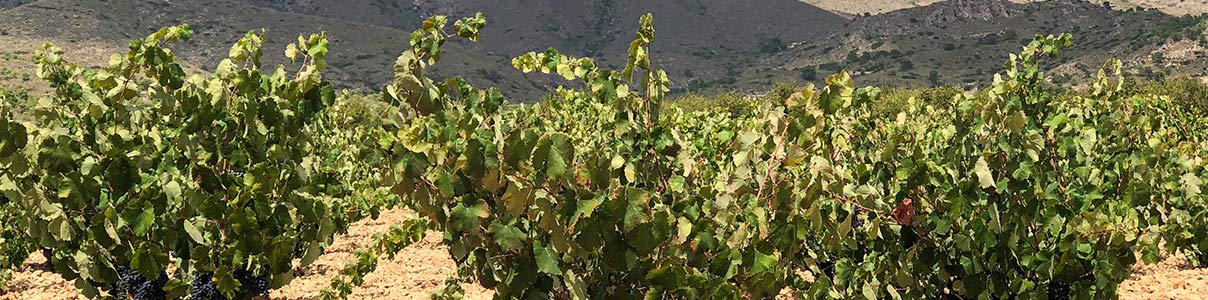 Productor: Mateo Wines