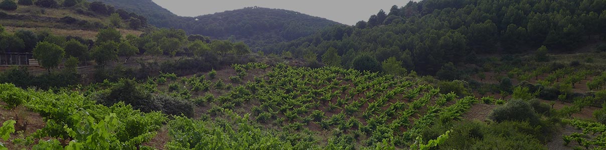Productor: Viñedos y bodegas Pablo