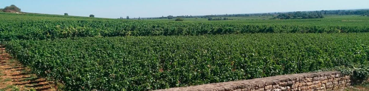 Productor: Domaine de Montille