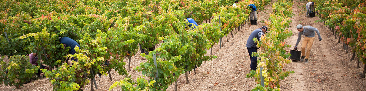 Productor: Muriel Wines
