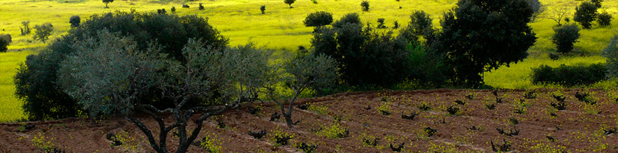 Productor: Bodegas y Viñedos Bernabeleva
