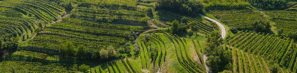 Productor: Simčič Marjan Family Estate