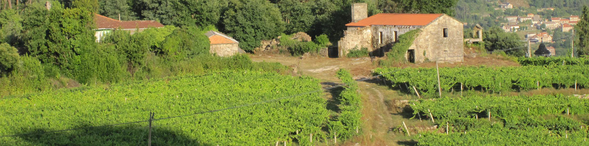 Productor: Notas Frutales de Albariño