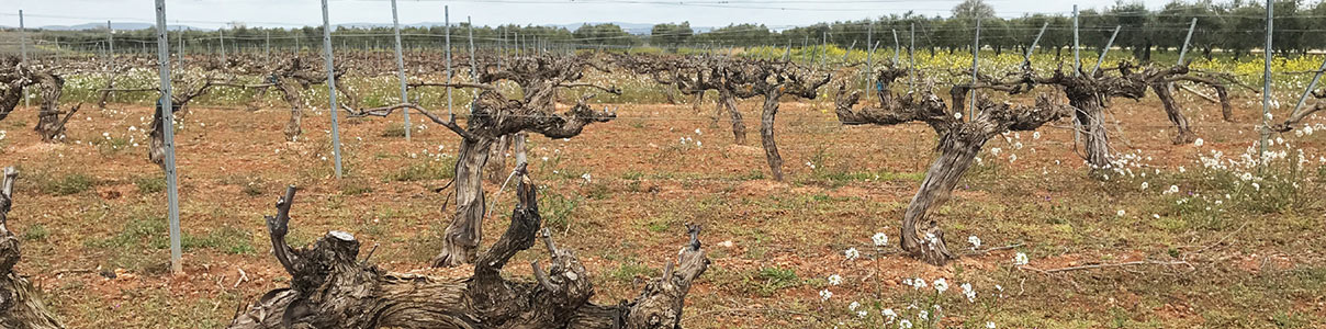 Productor: Bodegas de Occidente