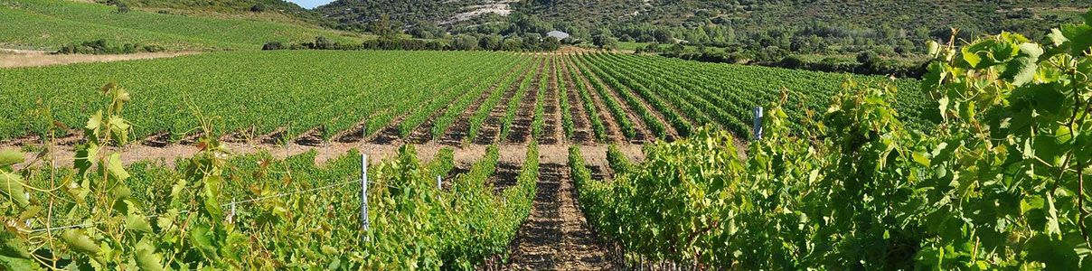 Productor: Domaine Orenga de Gaffory