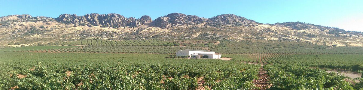 Productor: Bodegas y Viñedos La Solana