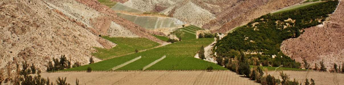 Productor: Pisquería Talahuén