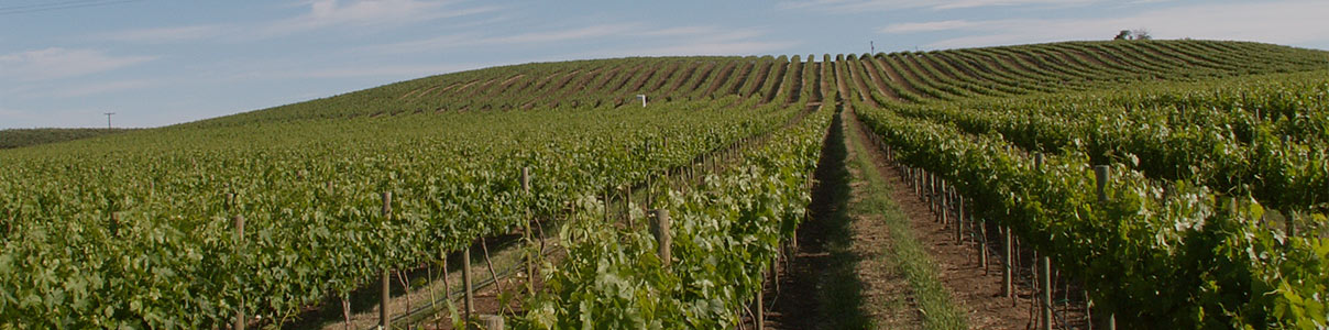 Productor: Pomum Cellars