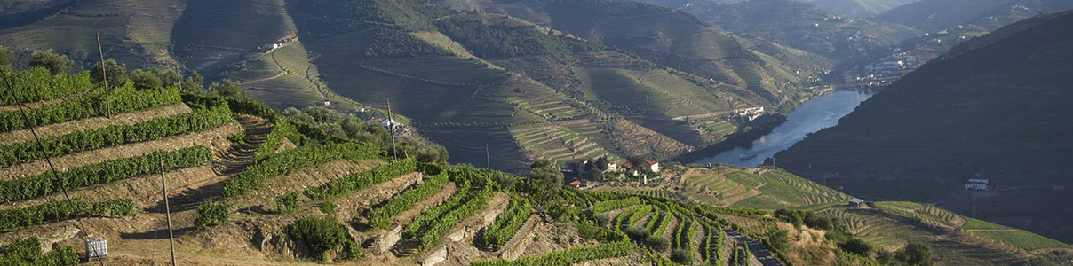 Productor: Quinta da Côrte