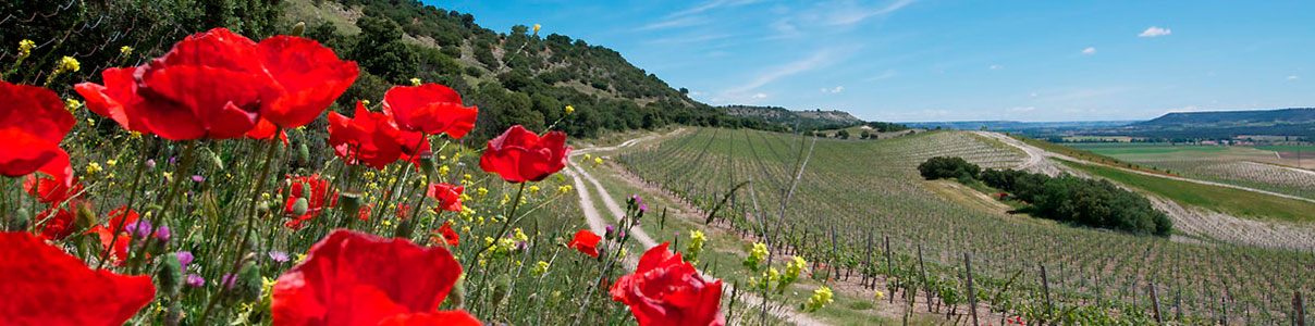 Productor: Quinta Sardonia