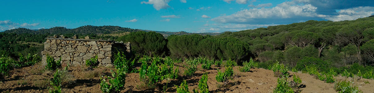 Productor: La Vizcaína de vinos