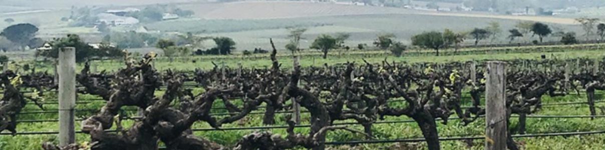 Productor: Reyneke Wines