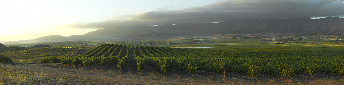 Productor: Robertson Winery