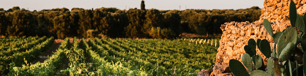 Productor: San Marzano