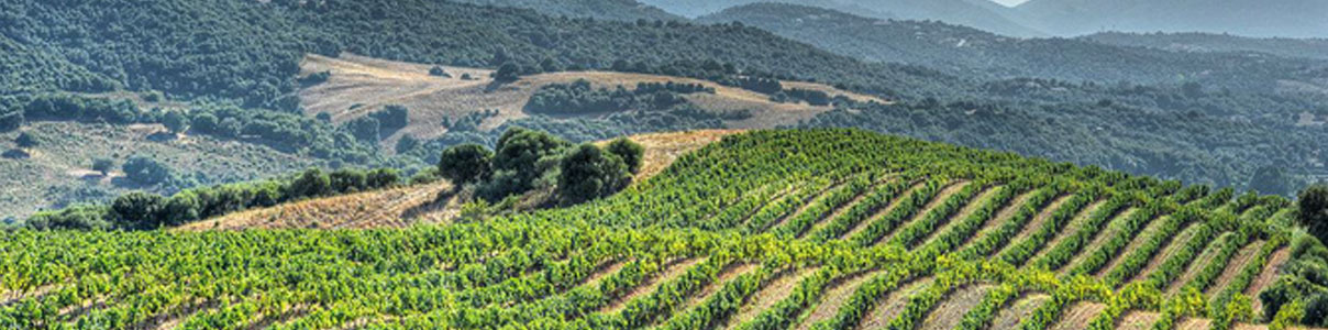 Productor: Domaine Sant Armettu