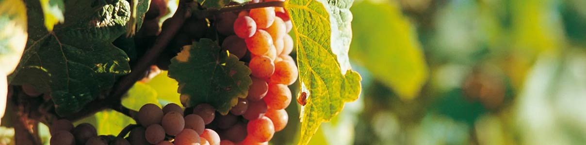 Productor: Domaines Schlumberger 