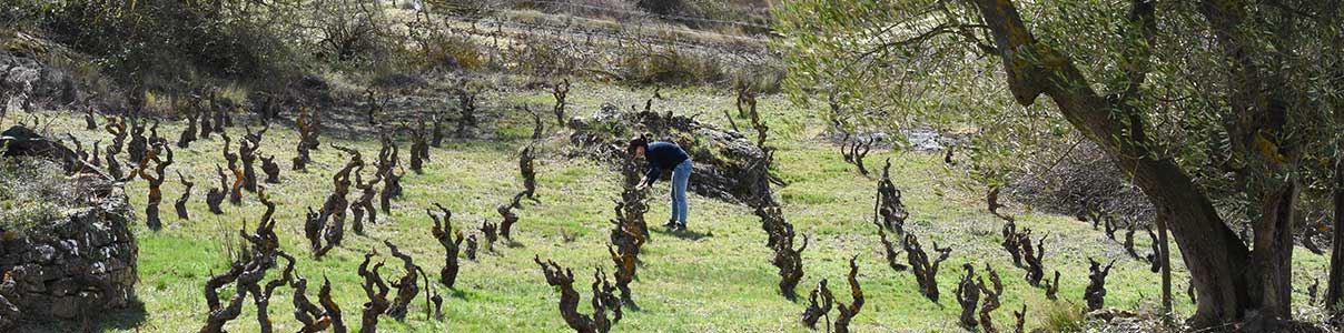 Productor: Sierra de Toloño