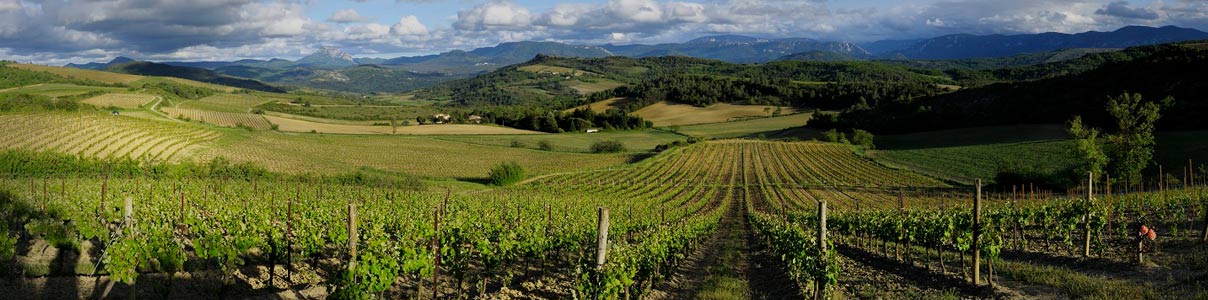 Productor: Sieur D' Arques