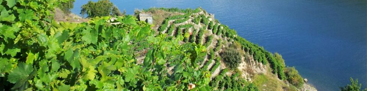 Productor: Sílice Viticultores