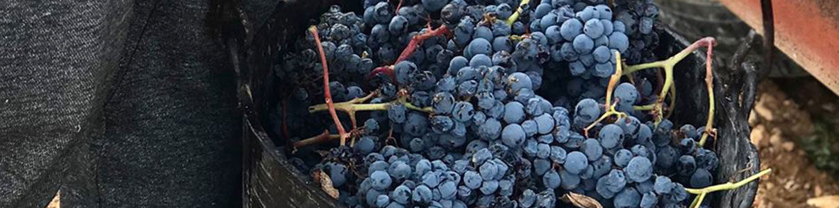 Productor: Bodega Santa Cruz de Alpera
