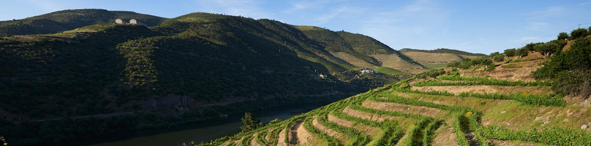 Productor: Quinta das Tecedeiras