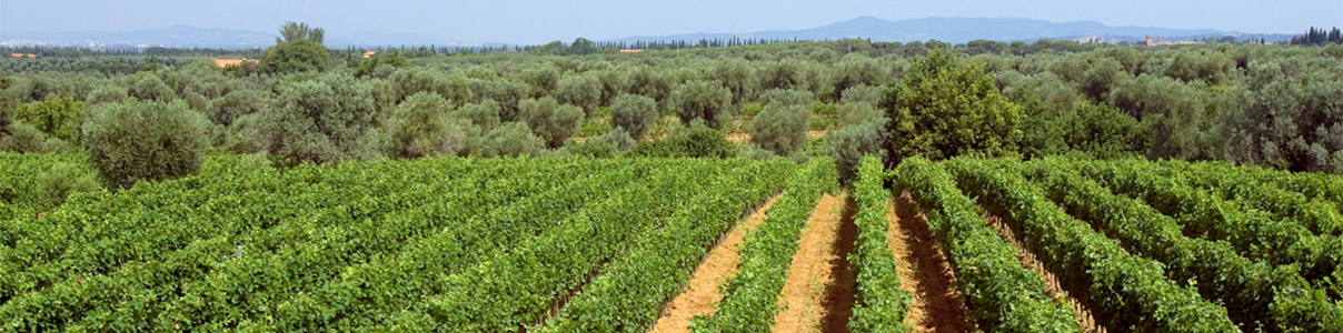 Productor: Tenuta Campo al Mare